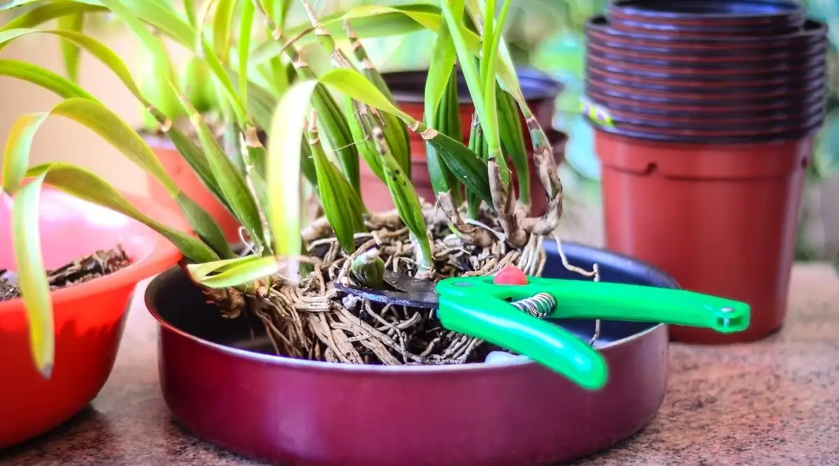oncidium division repotting pseudobulbs