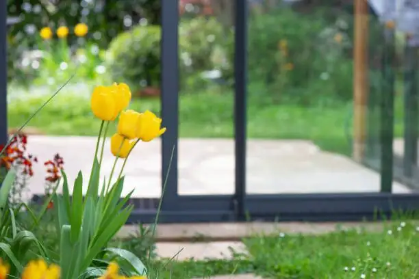 Joy in a Golden Skirt: The Flower Language of Dancing Lady Orchids, from Weddings to Feng Shui