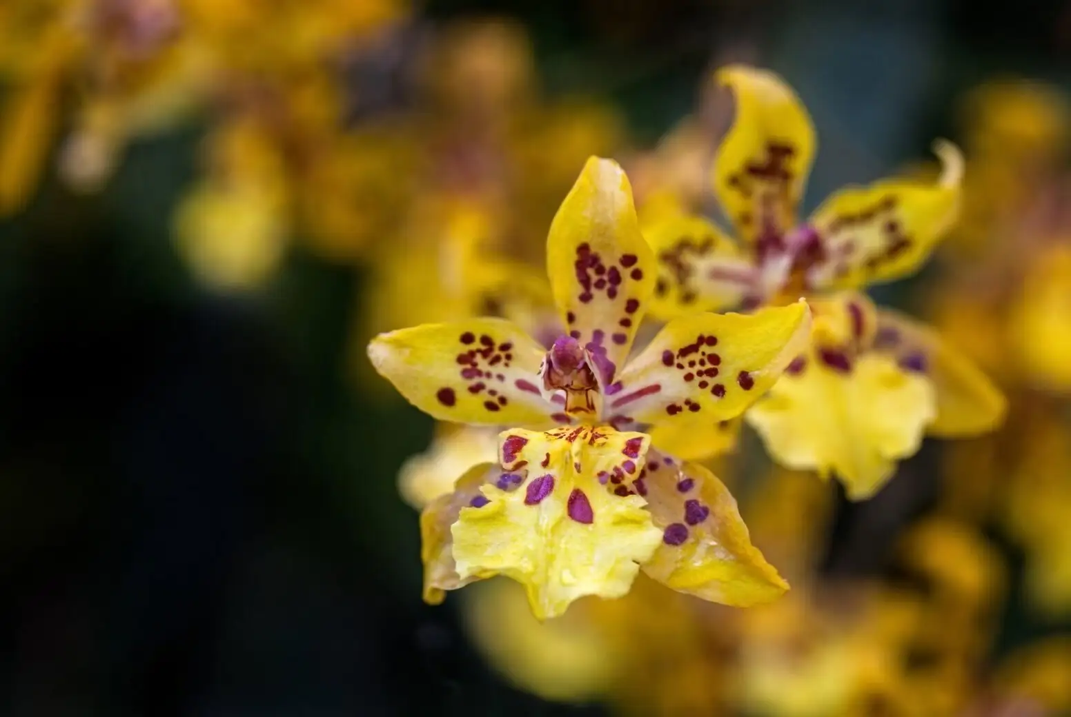 oncidium flower macro frilled lip