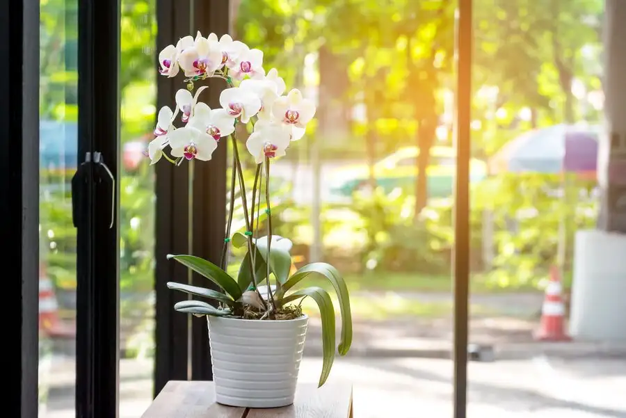 oncidium indoor bright east window
