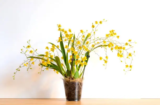 oncidium orchid repotting bark mix