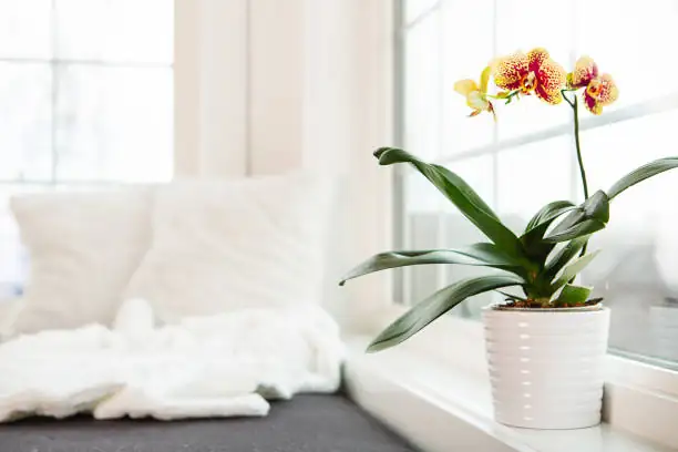 Airy Drama, Small Footprint: Styling Dancing Lady Orchids for Bright Windows and Photo-Ready Shelves