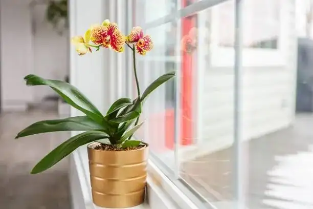 oncidium orchid south window sheer curtain