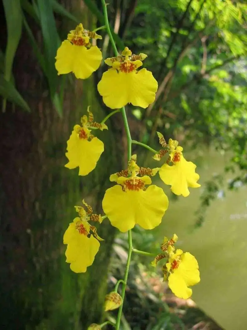 Divide and Thrive: A No-Panic Oncidium Propagation Masterclass (Why 3–4 Pseudobulbs Win)
