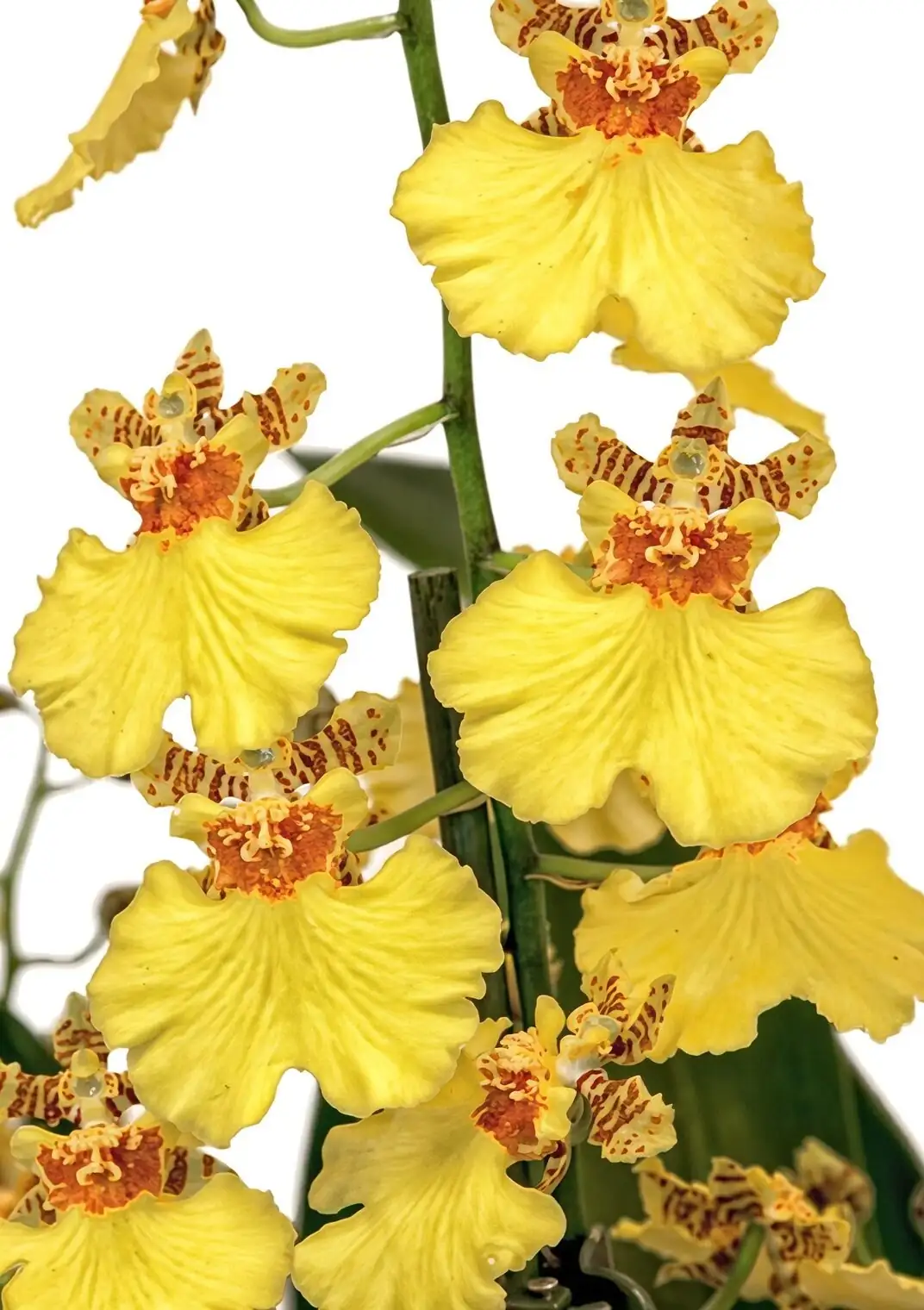 Oncidium division 3-4 pseudobulbs