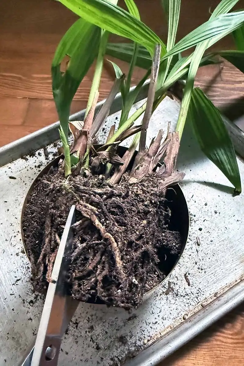Oncidium rhizome cut with razor