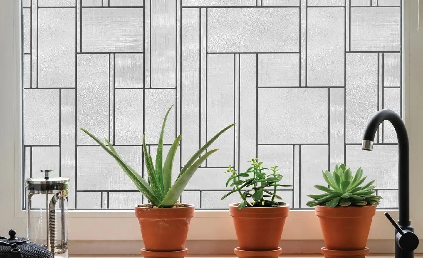 Oncidium division bright shade windowsill