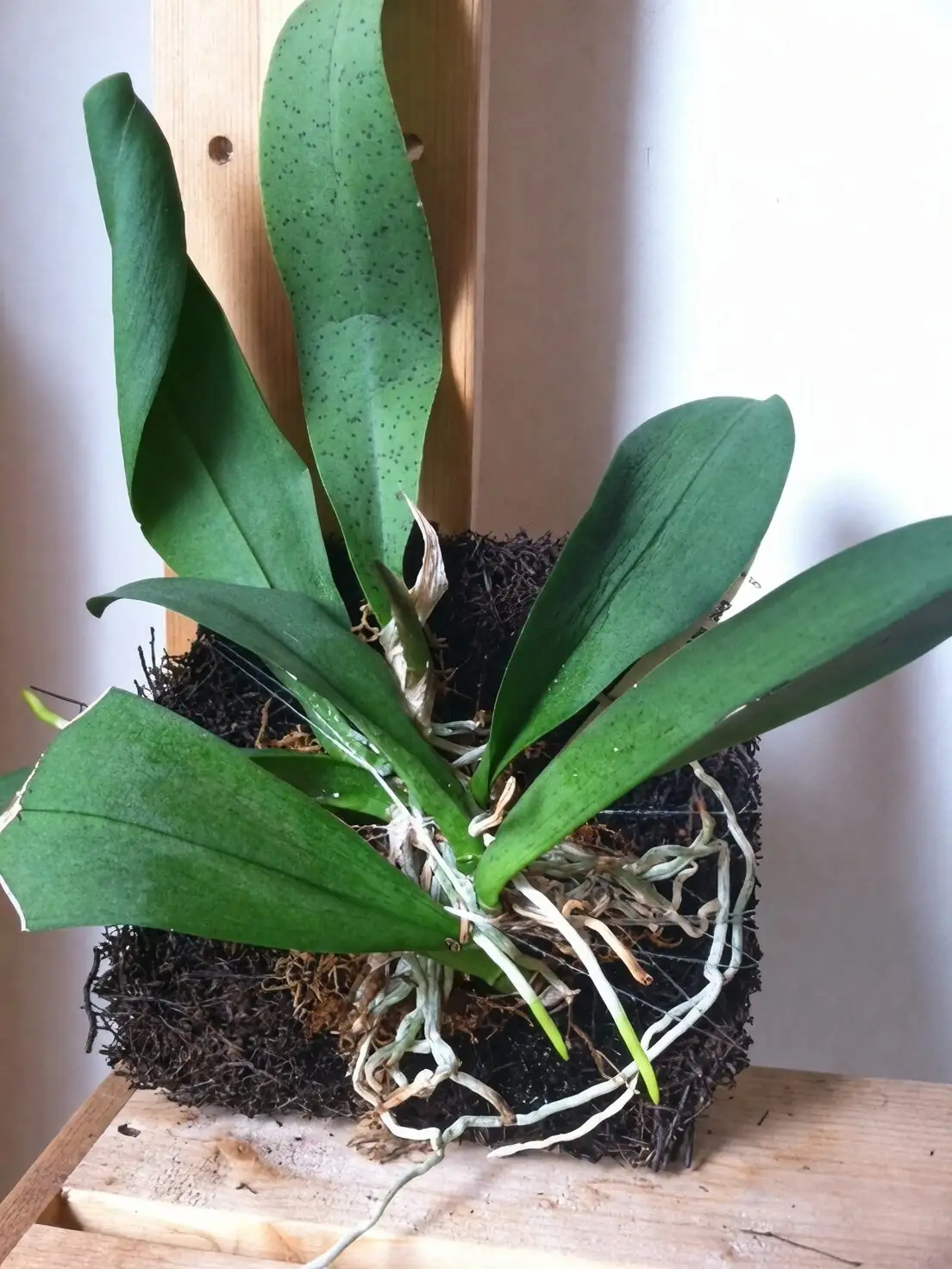 oncidium roots gripping tree fern plaque