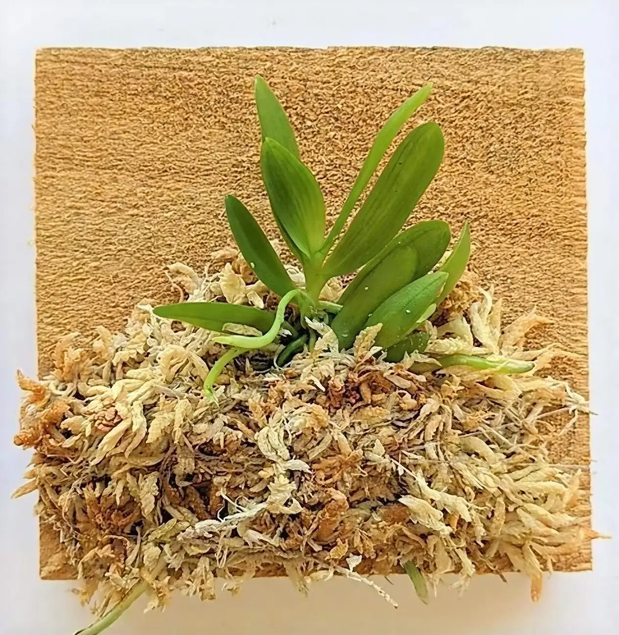 oncidium mounting hands sphagnum moss wrap