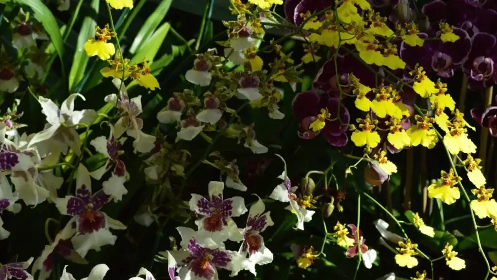 Blooms Every Month? Build a Season-Smart Oncidium Collection for Year-Round Color