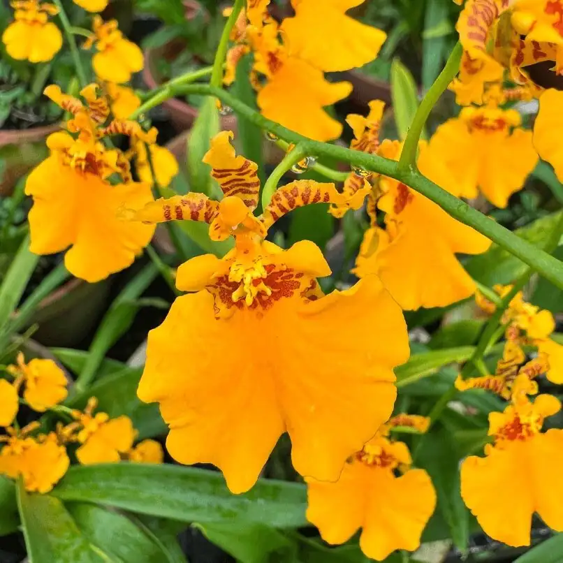 oncidium gower ramsey branching spikes