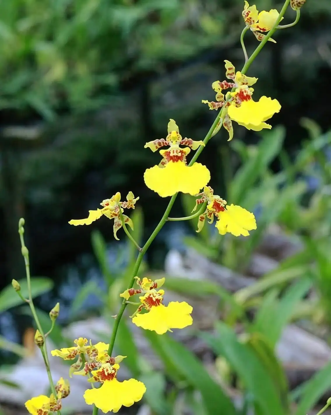 Bark, Moss, and Air: Mix the Perfect Root Zone for Oncidium Orchids (and When to Repot)
