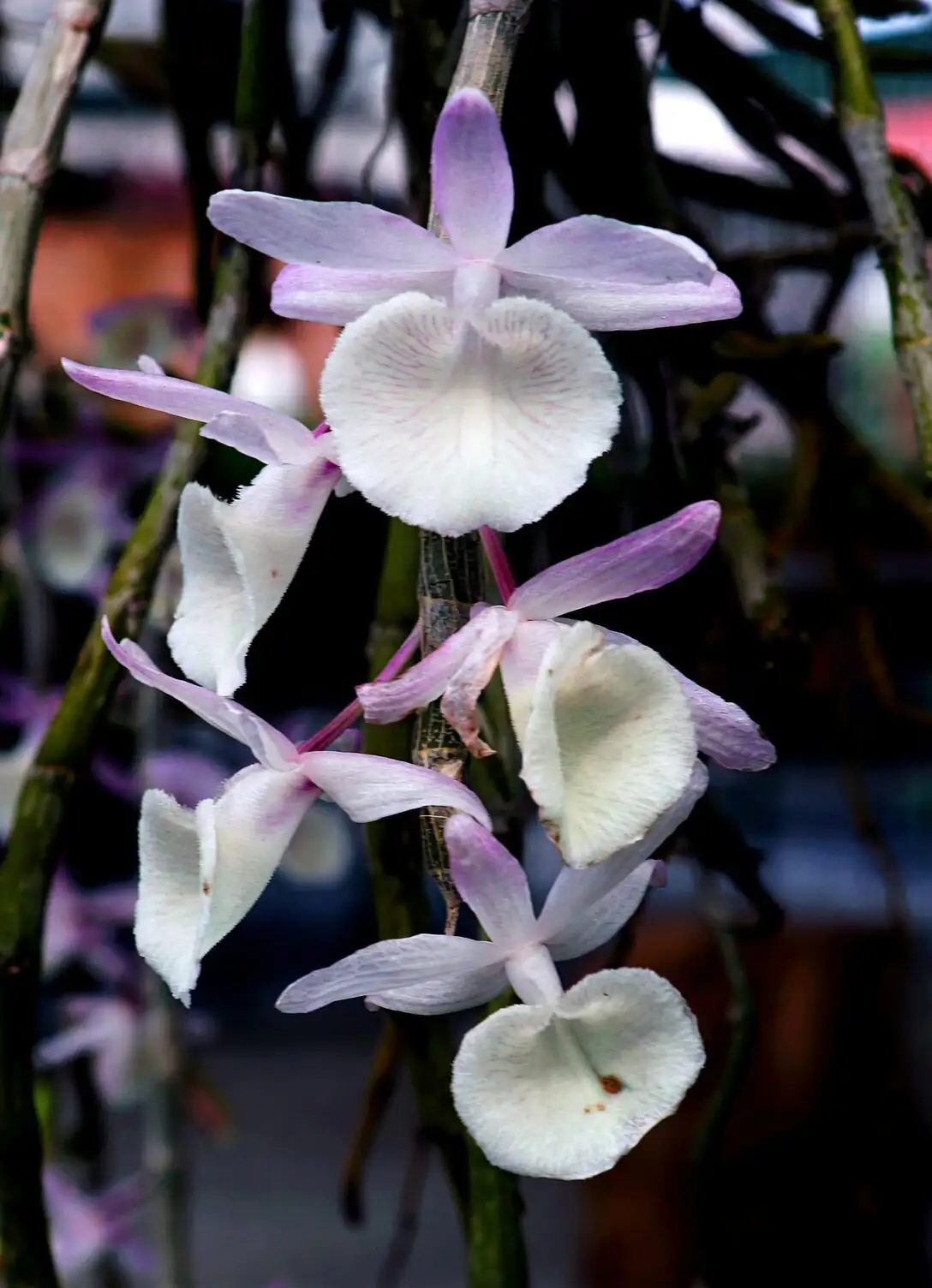 Oncidium orchid slotted pot snug fit