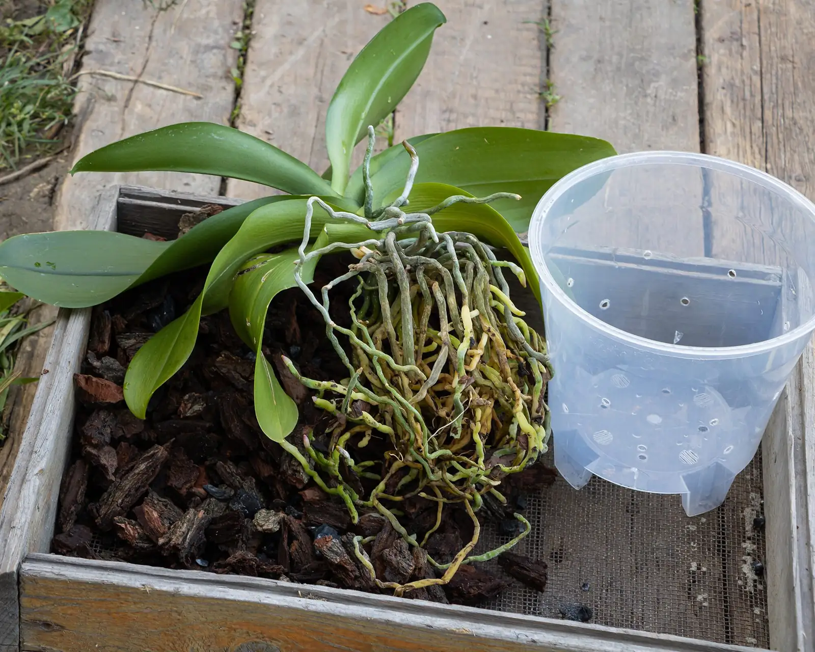 Oncidium orchid repotting roots in hands