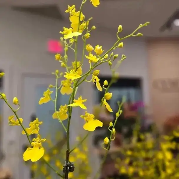 Scale vs. Spider Mites vs. Mealybugs on Oncidium: ID in Seconds, Beat Them in a Week