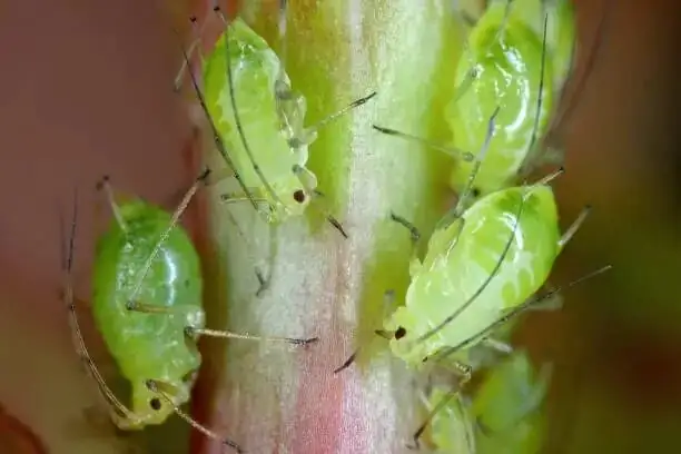 oncidium scale insects on leaf