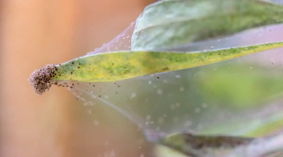 oncidium mealybugs leaf axils close-up