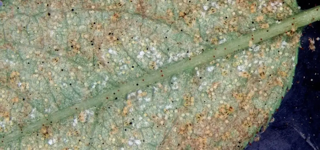 oncidium spider mites leaf underside
