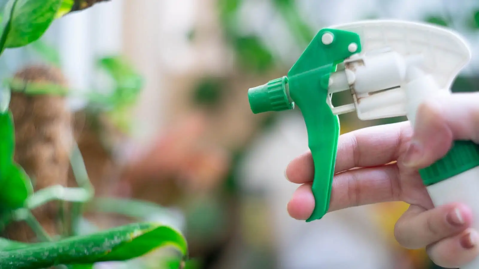 oncidium horticultural oil spraying