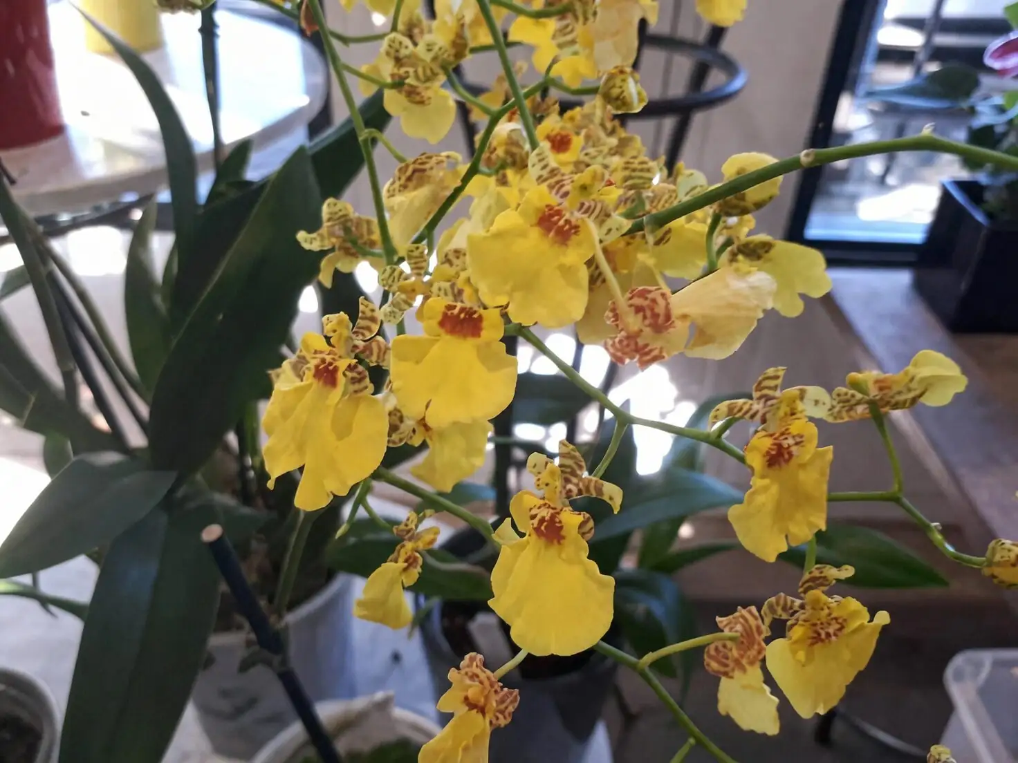 dancing lady orchid watering sink