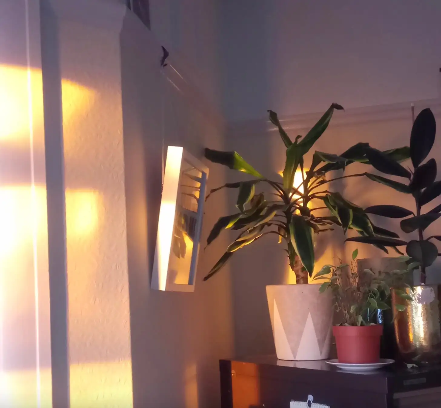 oncidium east window morning sun
