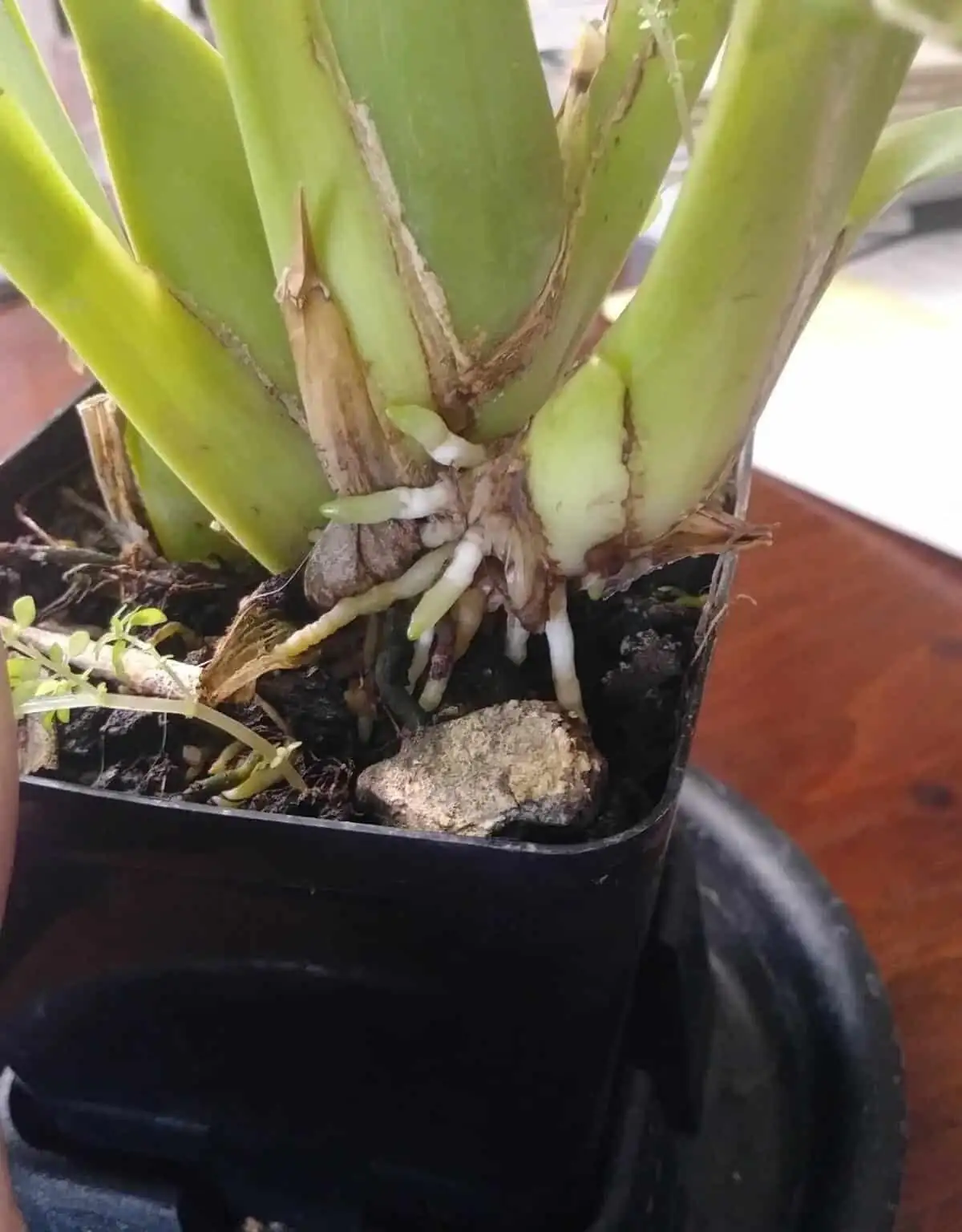 oncidium bark mix roots pot