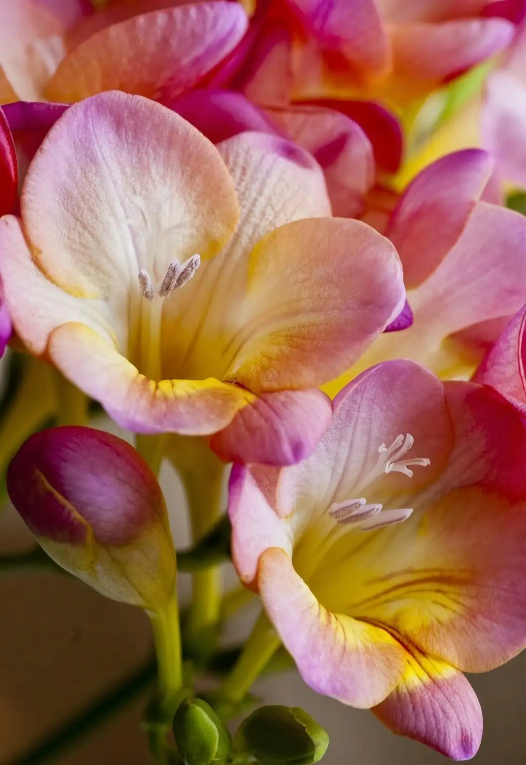 freesia near fan indoor airflow