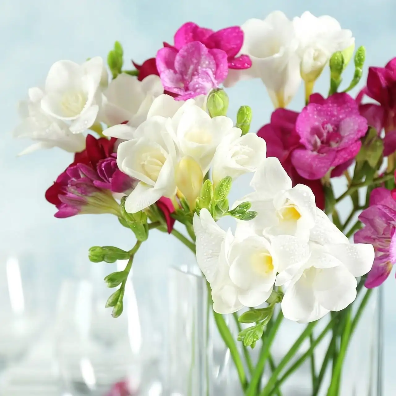 freesia cut flowers glass vase
