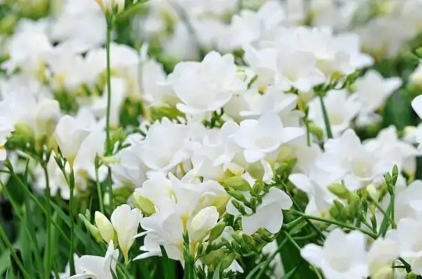 From September Potting to Spring Perfume: A No-Stress Freesia Calendar (Indoors & Balconies)