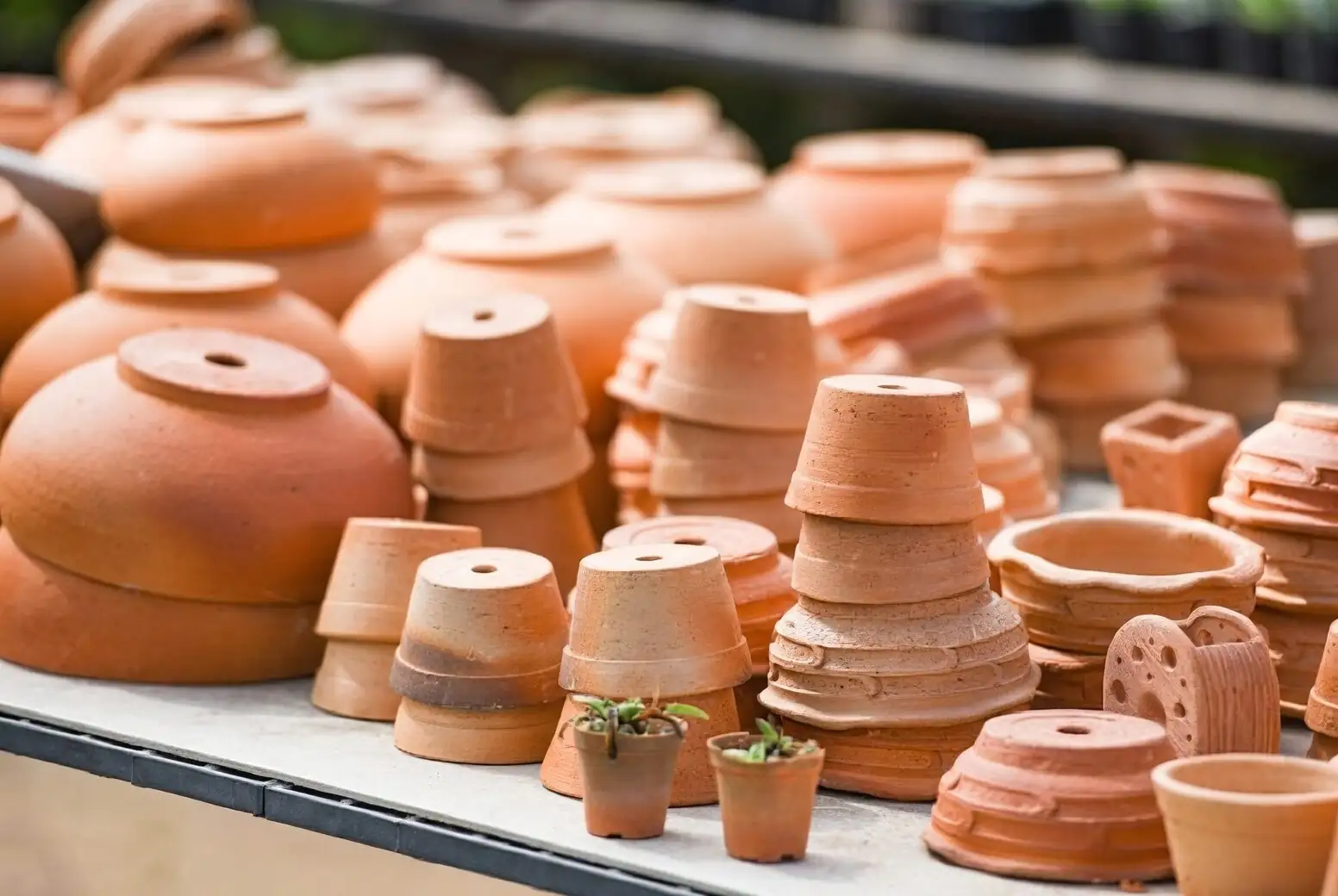 freesia corms planting terracotta pot