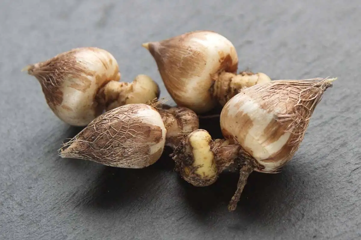 freesia corms drying labeled storage
