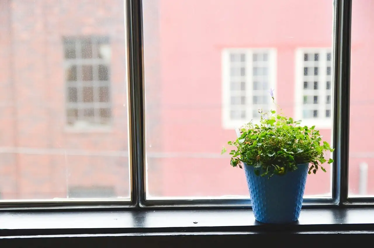 Floppy Stems, Gray Mold, or Rot? Your Freesia First Aid Kit