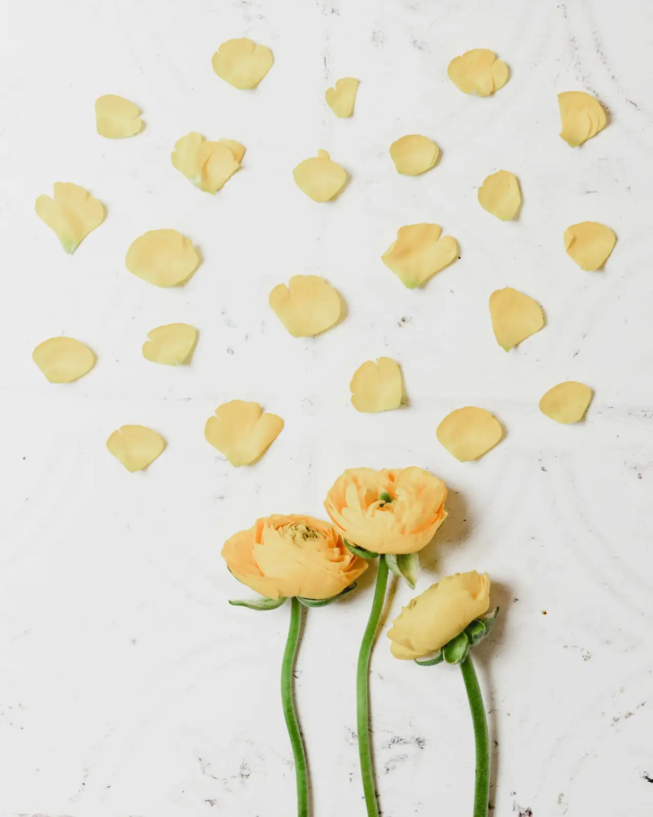 freesia gray mold on petals