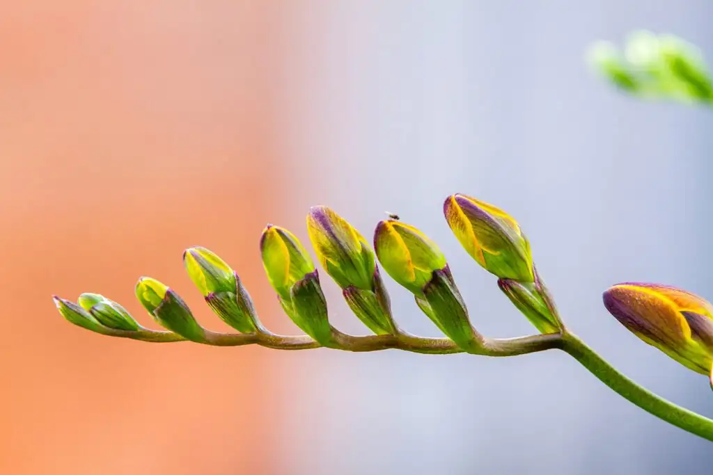 freesia watering soil not flowers