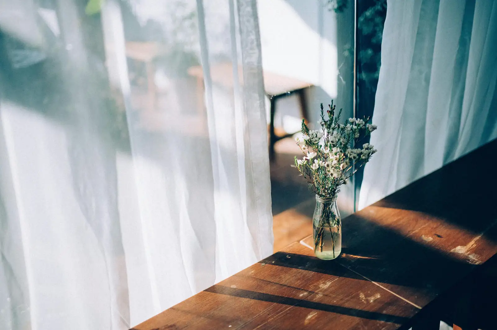 From Cape Winds to Windowsills: How South African Freesias Became Winter’s Favorite Scent
