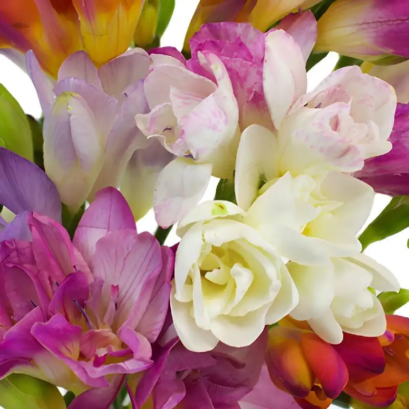 freesia mixed colors bouquet close-up