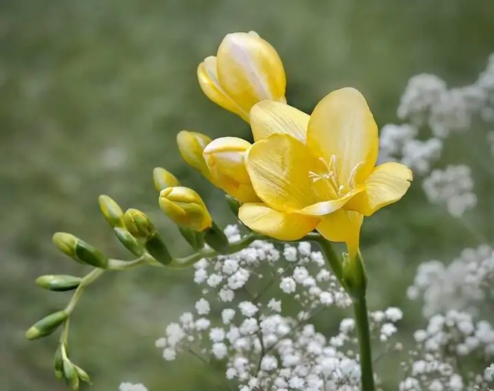 Why Do Freesia Spikes Bloom in a Line? 10 Quirky Truths About This ‘Not-a-Bulb’ Beauty