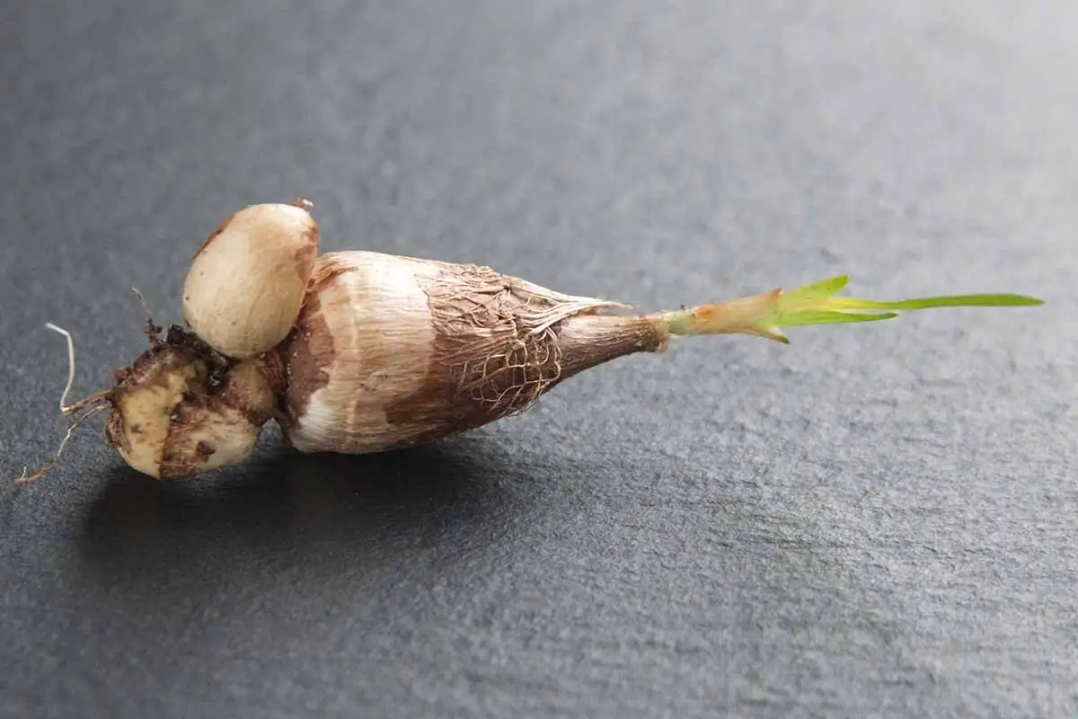 freesia corm with offsets