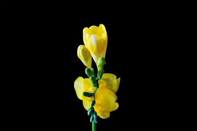 freesia on cool bright windowsill