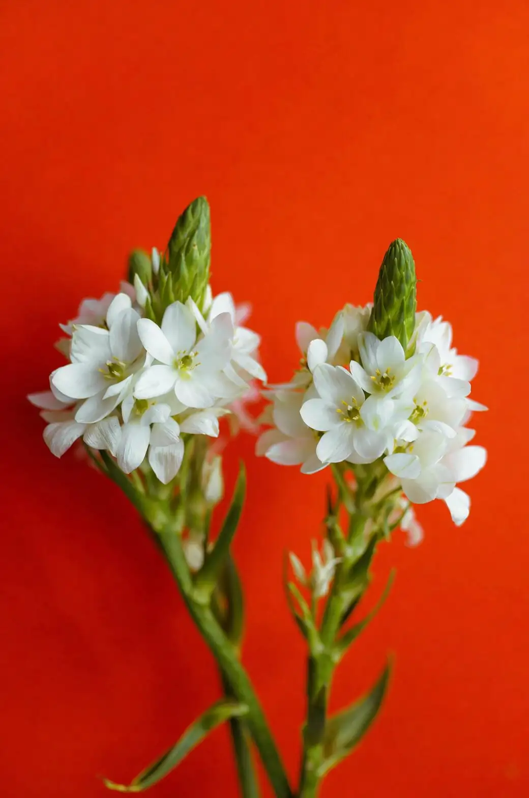 freesia white red yellow stems