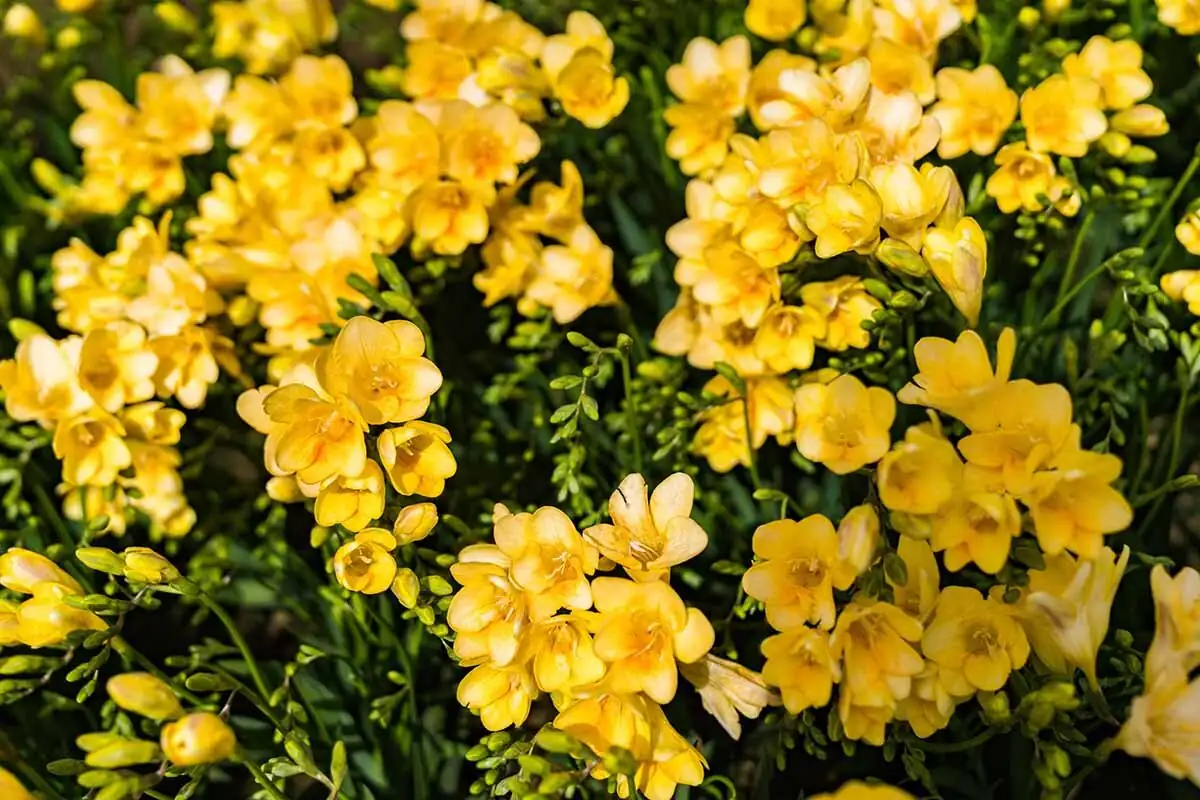 From One Corm to a Carnival: Multiply Your Freesias Like a Pro (Offsets, Storage, Replanting)