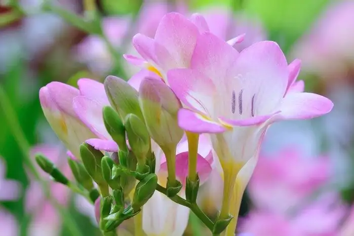 freesia pots bright cool windowsill