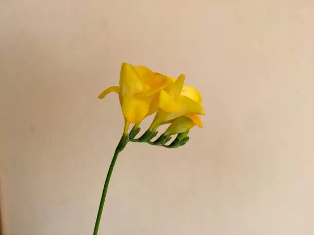 freesia arching stem close-up