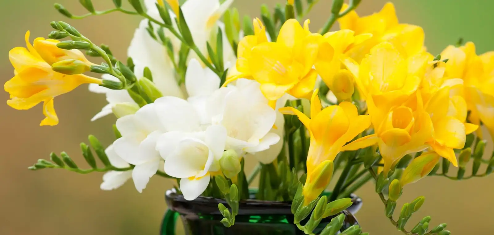 recutting freesia stems angled cut