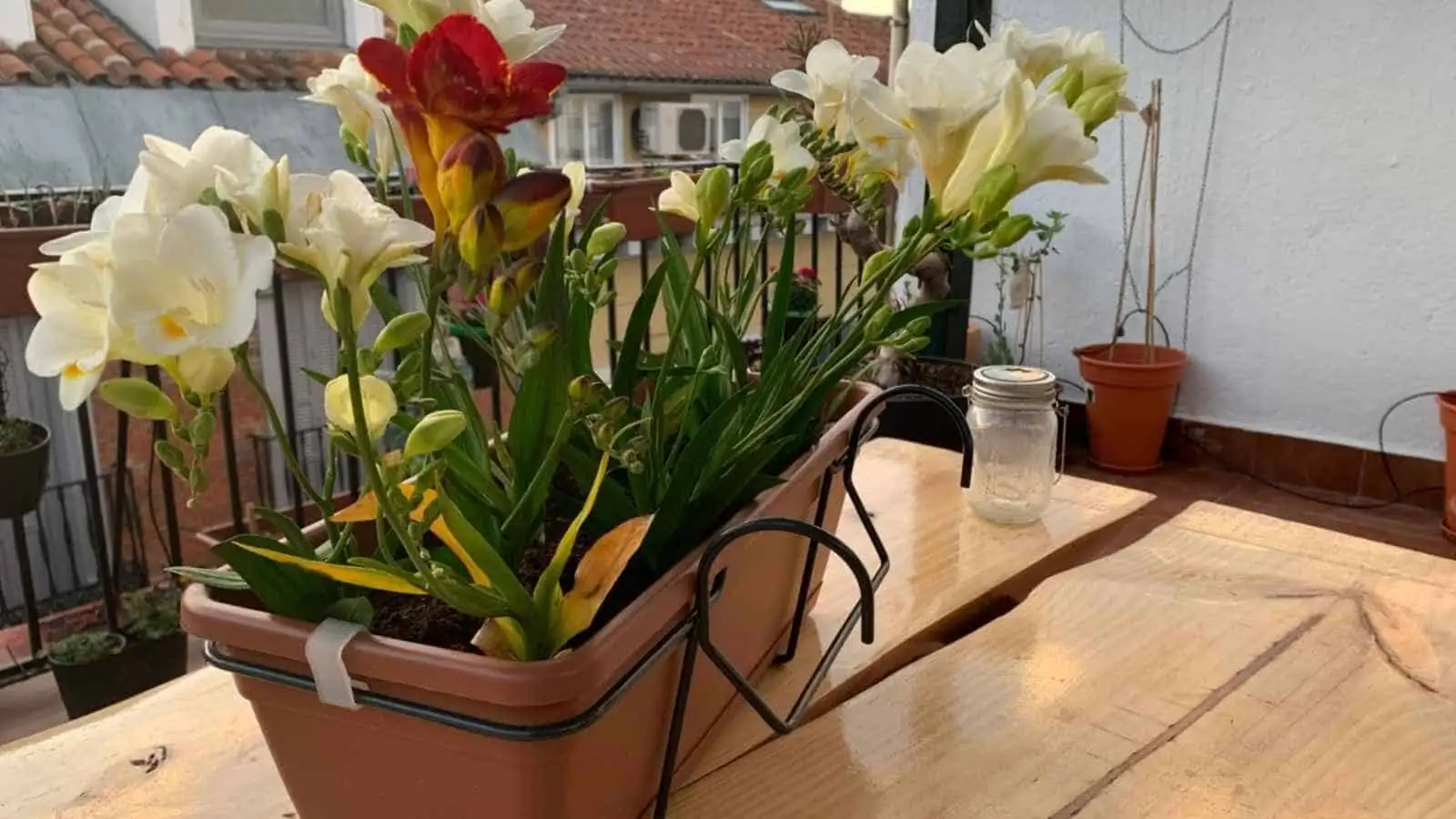 Scentscaping Your Winter Home with Freesias: Color Pairings, Sunlit Nooks, and Airflow That Keeps Blooms Perky