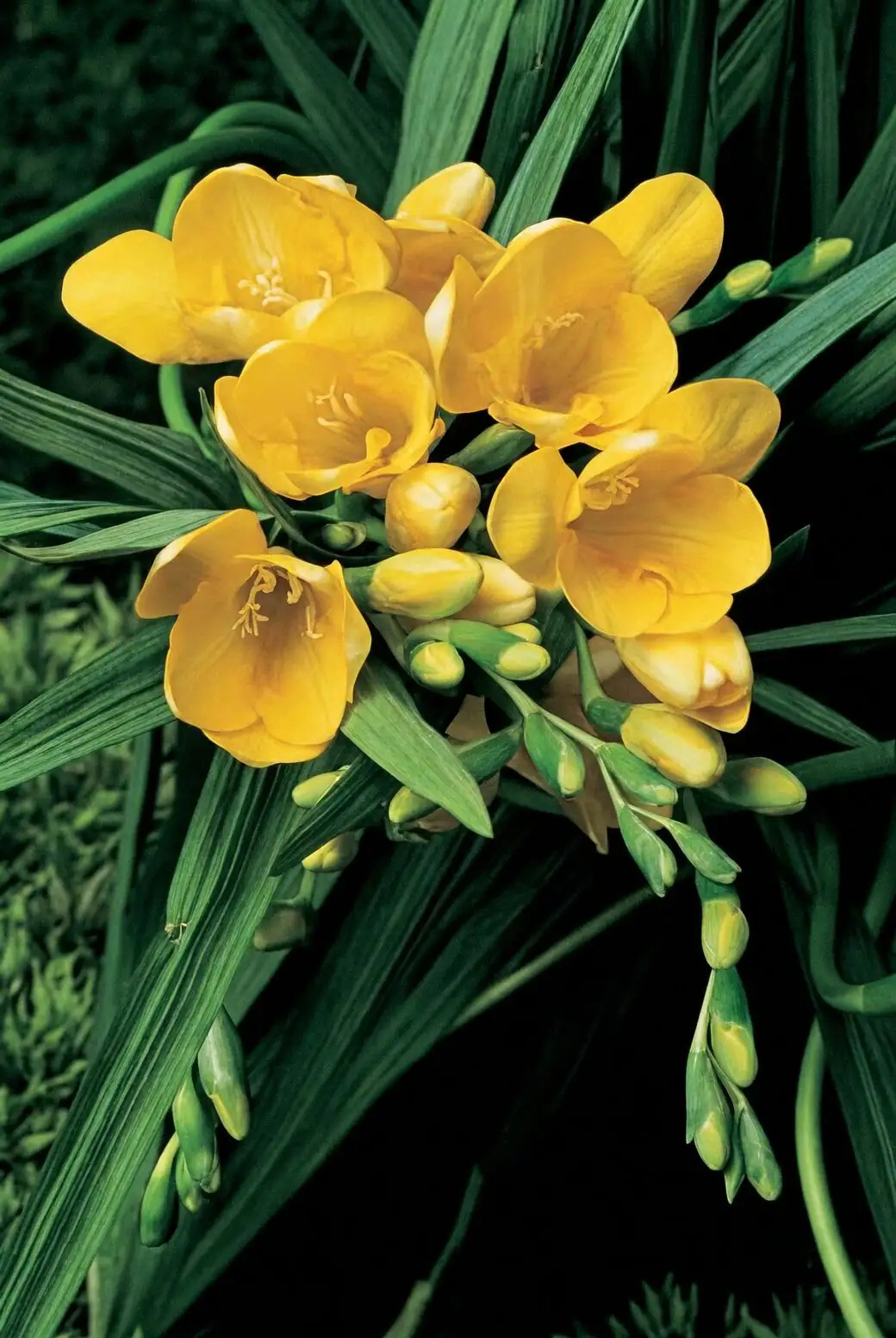 freesia arching stem close up