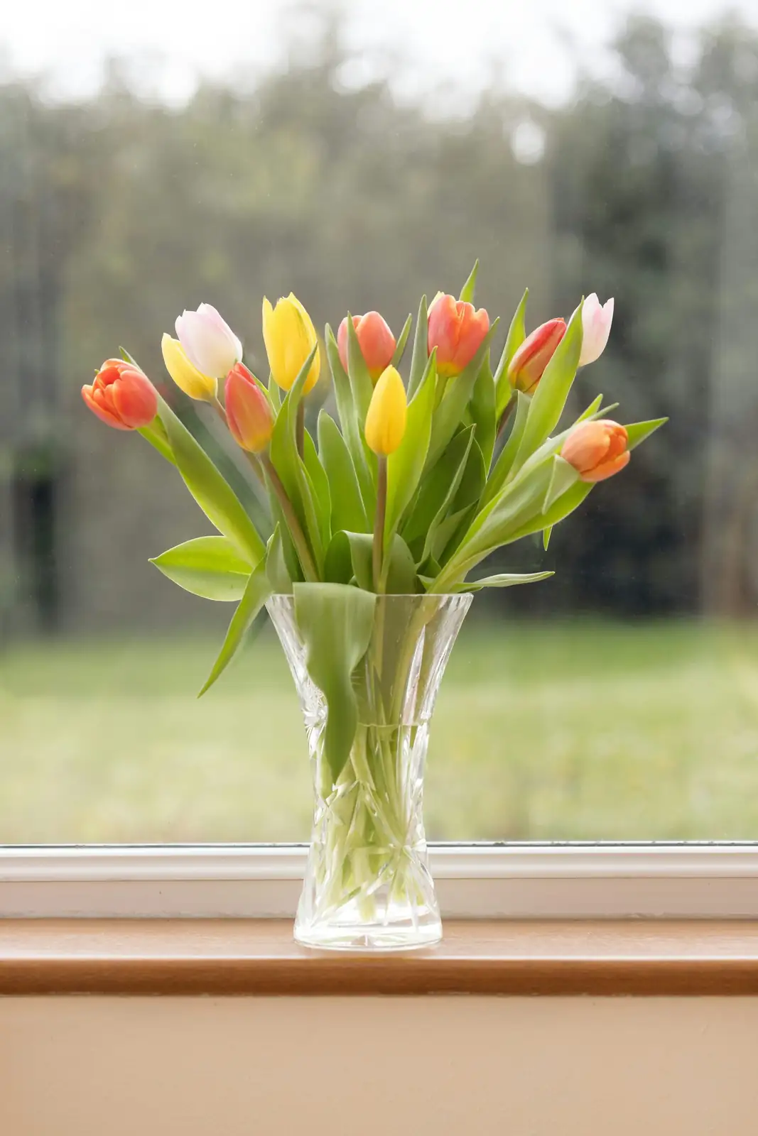 mixed pastel freesias trough windowsill
