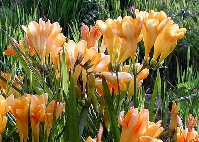 watering freesia indoor pot