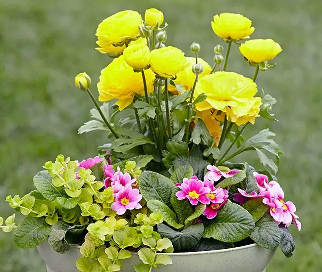 Cool-Season Dream Team: Pair Freesia with Ranunculus and Anemones for a Fragrant Spring Display