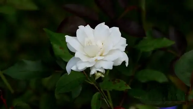 white freesia anemone mr fokker bed